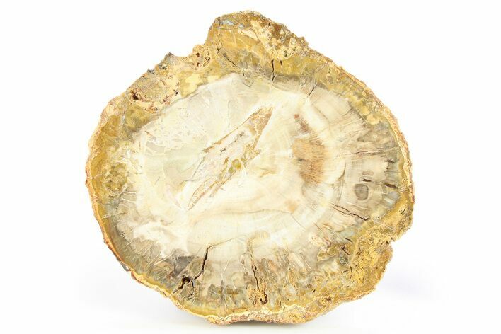 Beautiful, Petrified Wood (Araucaria) Round - Madagascar #266734